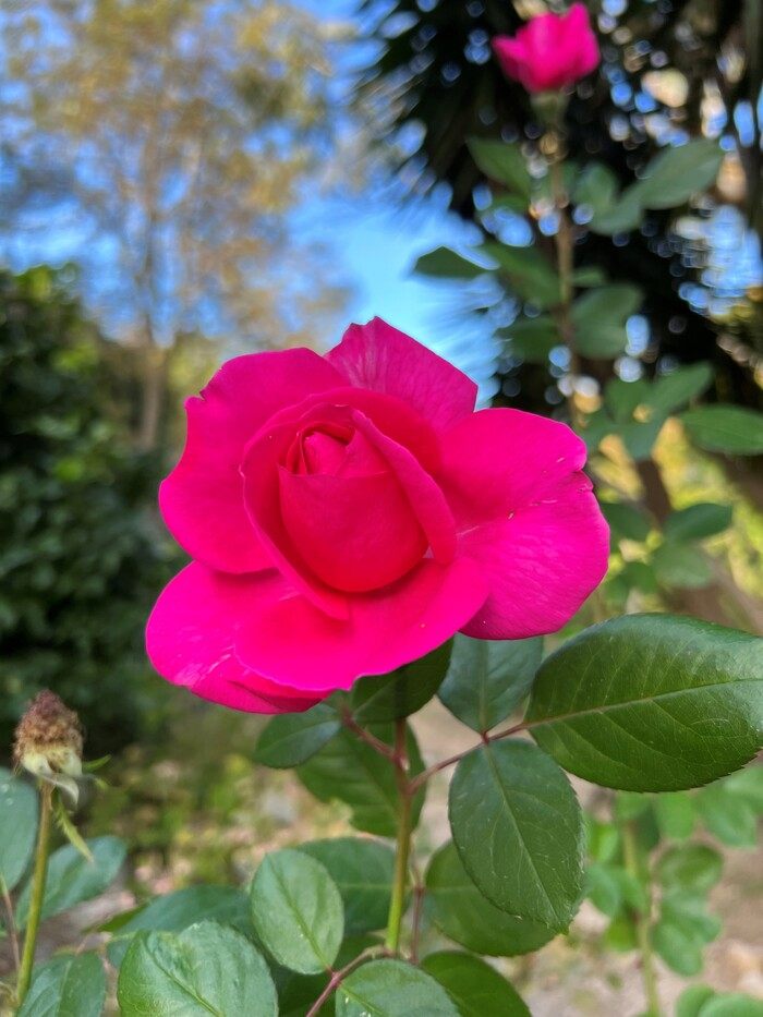 Illustration Good Health