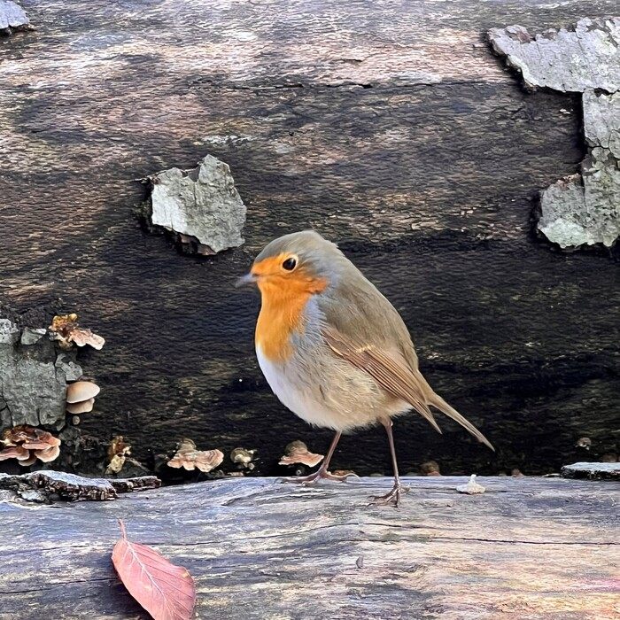 Illustration adapte Besoin