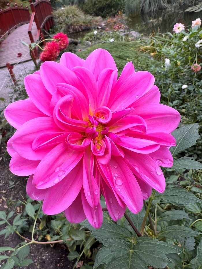 Illustration belle Ressource