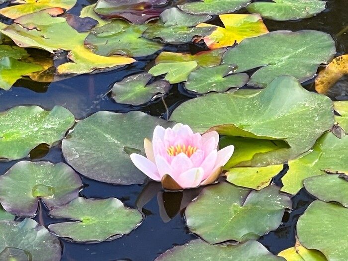 Illustration nenuphar